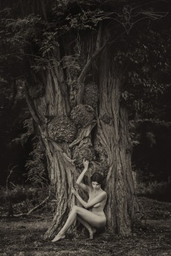 Trevor Yerbury-Pipewell-Zoi-The Tree copy 2